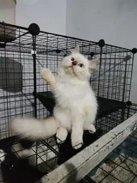 Kucing himalaya