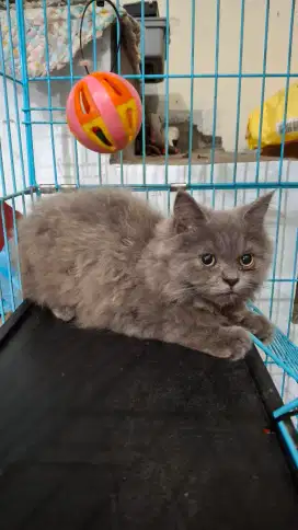 Lepas adopsi Kucing Persia Abu Abu betina 4 bulan