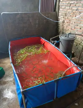 Satu set kolam ikan nila/lele