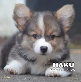 CORGIE MALE (HAKU)