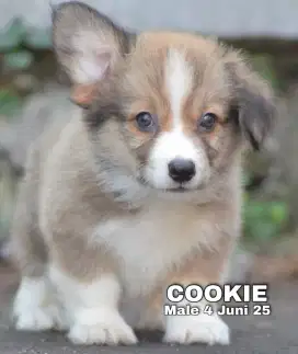 PUPPY CORGIE MALE(COOKIE)