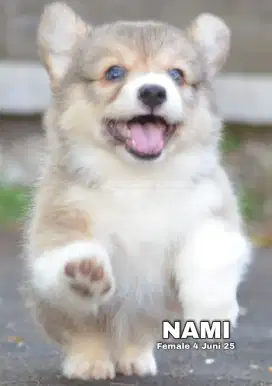 PUPPY FEMALE CORGIE (NAMI)