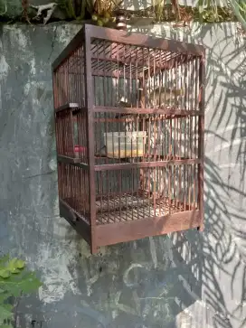 Prenjak sepasang + kandang