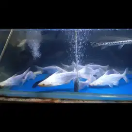 Ikan patin albino 22-24cm