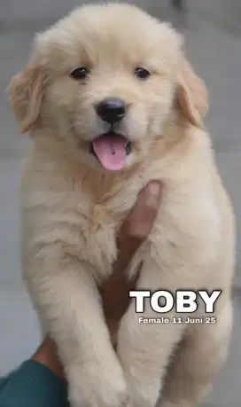 GOLDEN RETRIEVER MALE (TOBY)