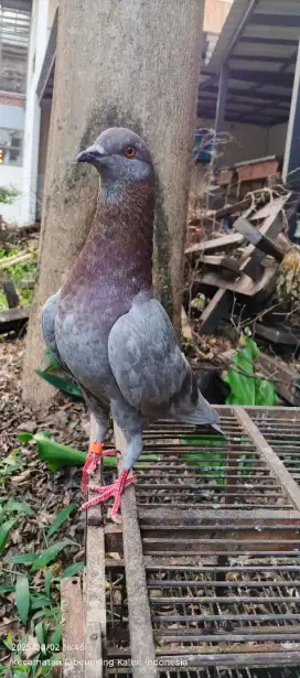 MERPATI TINGGI AN BANDUNG