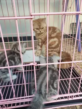 Lepas Adopt Kitten BSH non ped