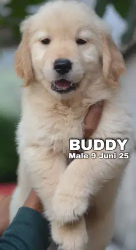 GOLDEN RETRIEVER MALE (BUDDY)