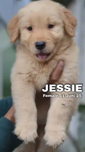 GOLDEN RETRIEVER FEMALE(JESSIE)
