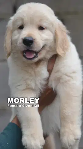 GOLDEN RETRIEVER FEMALE (MORLEY)