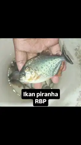Ikan hias ganas 11-12cm