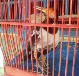 Jalak suren gacor jual cepat