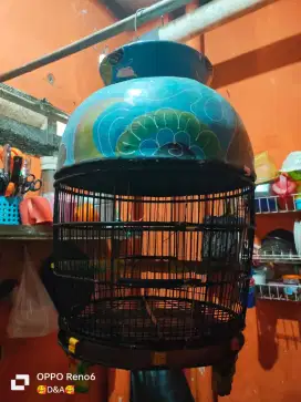 Kandang Perkutut