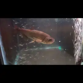 Ikan payara armatus 15cm vampire