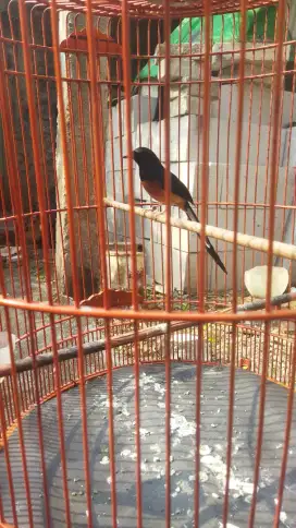 Murai Medan asli