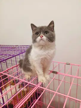 Kitten BSH abu putih