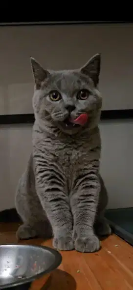 Kucing BSH Gemoy 6 Bulan, Vaksin 2 Kali