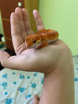 Gecko male morph hypo