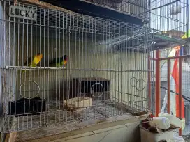 Lovebird sepasang indukan fullset
