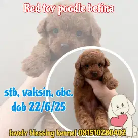 Super red toy poodle betina puppy