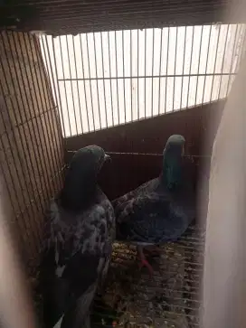 Burung dara pasangan n anakan