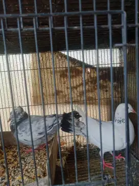 Burung dara pasangan n anakan