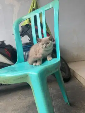 kucing kitten british shorthair pure betina lilac