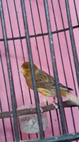 kenari lokal gacor suara variasi blactroat