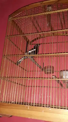 kacer jawa gacor mulus