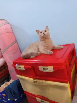 kucing kitten british shorthair jantan lilac pure