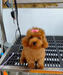 Super tiny poodle betina