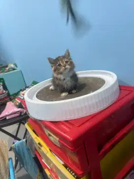 kucing kitten munchkin betina kaki pendek/cebol