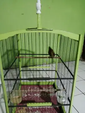 Kenari black red gacor tembus 1 menit kurang lebih