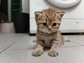 British Short Hair BSH Kitten Golden Tabby Betina