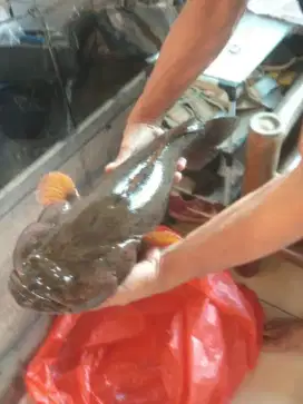 Ikan Boboso/Gabus Malas/Betutu