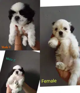 Puppies pure Shihtzu