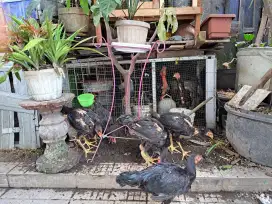 Ayam siam anakan