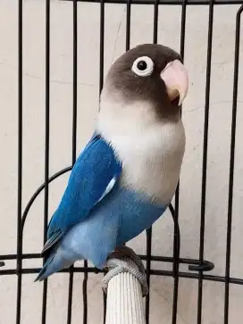 Burung lovebird jantan ganteng mangsi Perso
