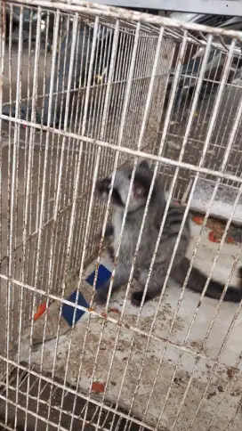 Anakan musang pandan sudah bisa makan nasi kecap pepaya n buah- buahan