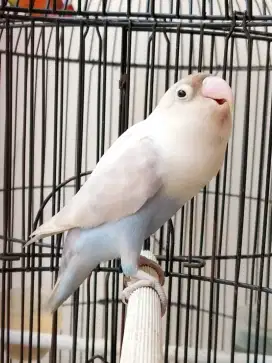 Burung lovebird betina cantik pastel violet