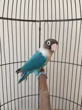Burung lovebird jantan ganteng biru cobalt perso