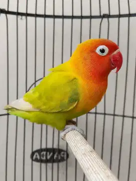 Burung lovebird betina cantik pasjo palamas