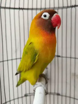 Burung lovebird betina cantik dark green spangel