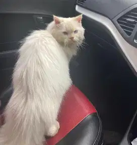 Kucing Persia Himalaya Jantan