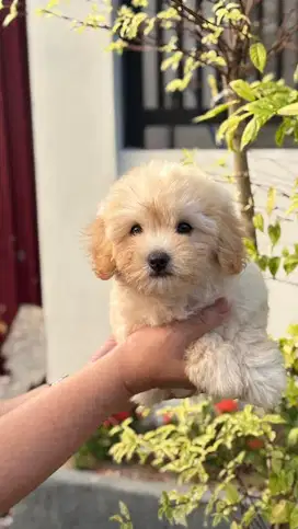 Maltipoo Male Jantan