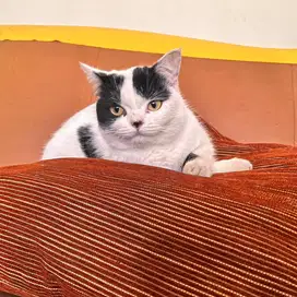 Bsh british shorthair bicolor white black female betina 9BLN sapi cat