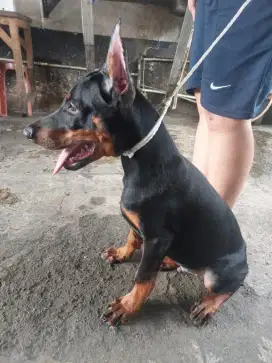 Anjing DOBERMAN PUPPYS