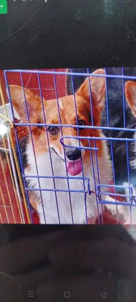 Jual Anjing Corgi