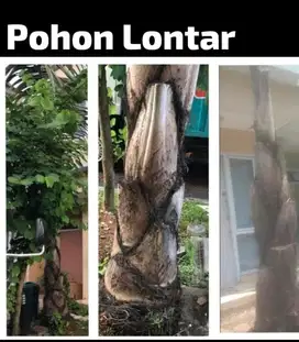POHON LONTAR 7 METER