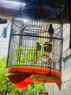 Burung Kacer Jabar Gacor Full Settt